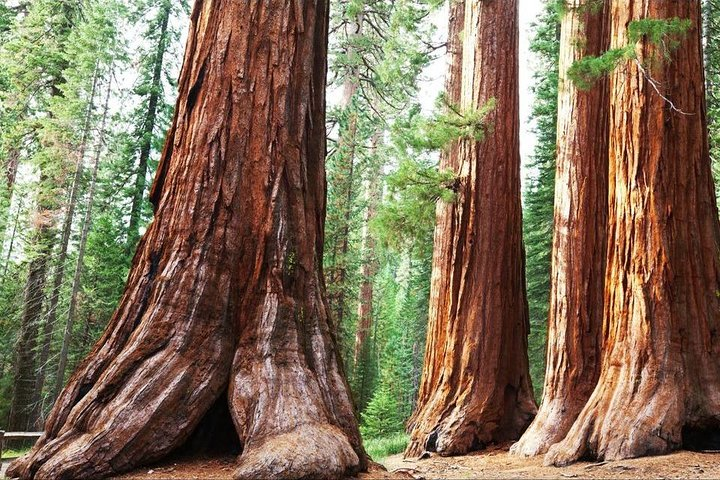 Sequoia Park Private Tour - Photo 1 of 5